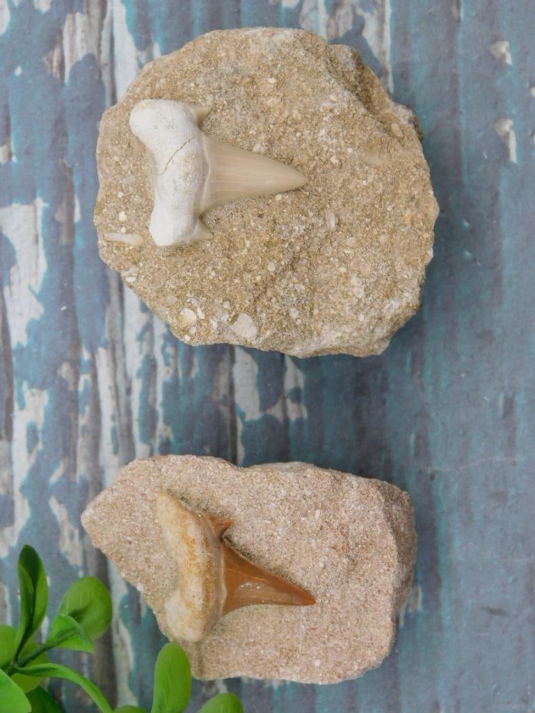 SHARK TEETH IN MATRIX ROCK STONE LAPIDARY SPECIMEN: SHARK TEETH IN MATRIX ROCK STONE LAPIDARY SPECIMEN - Part of our Discover Golden Attic, Crystals and Gems auction at HATMAN'S Auctions! Please see photos for measurements and condition. YES, we have