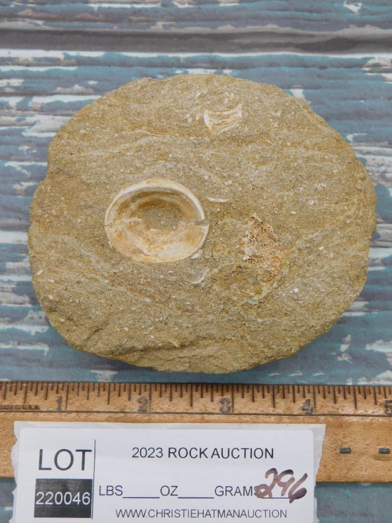 ENCHODUS FOSSIL ROCK STONE LAPIDARY SPECIMEN: ENCHODUS FOSSIL ROCK STONE LAPIDARY SPECIMEN - Part of our Discover Golden Attic, Crystals and Gems auction at HATMAN'S Auctions! Please see photos for measurements and condition. YES, we have in-hous