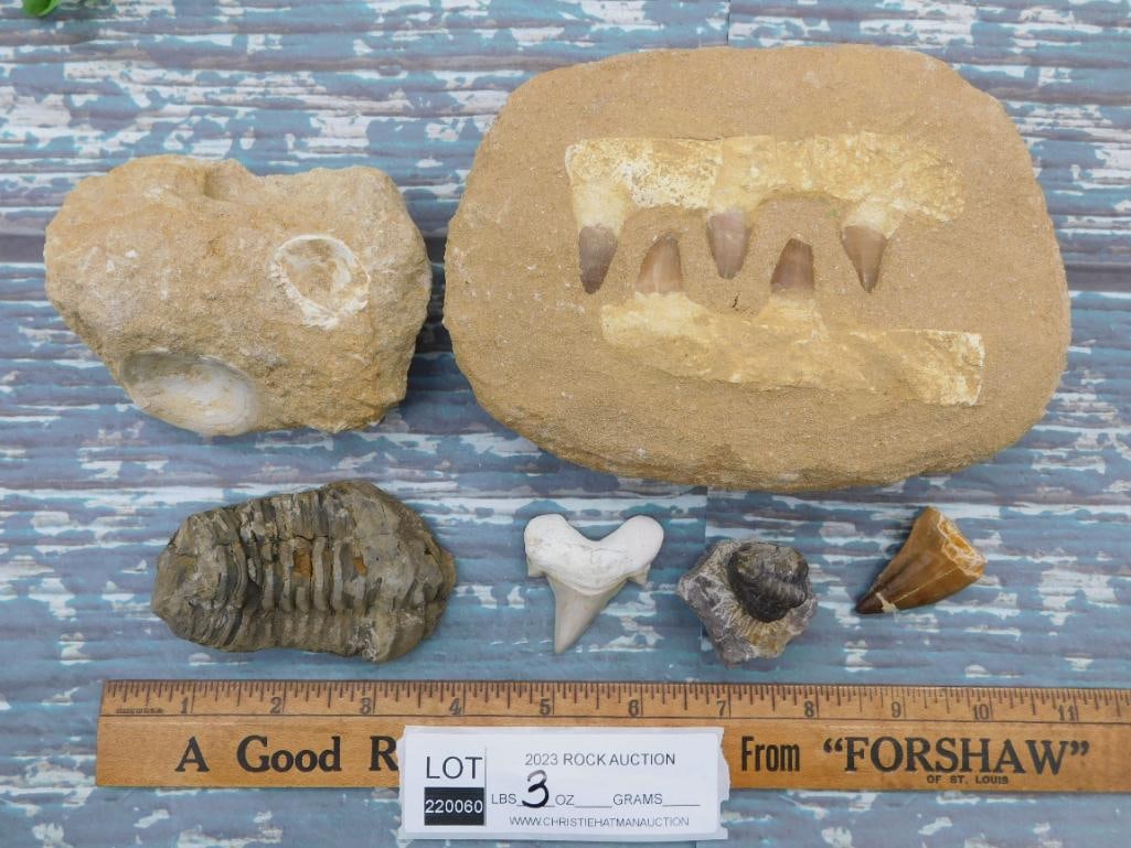 MIXED FOSSIL LOT ROCK STONE LAPIDARY SPECIMEN: MIXED FOSSIL LOT ROCK STONE LAPIDARY SPECIMEN - Part of our Discover Golden Attic, Crystals and Gems auction at HATMAN'S Auctions! Please see photos for measurements and condition. YES, we have in-hou
