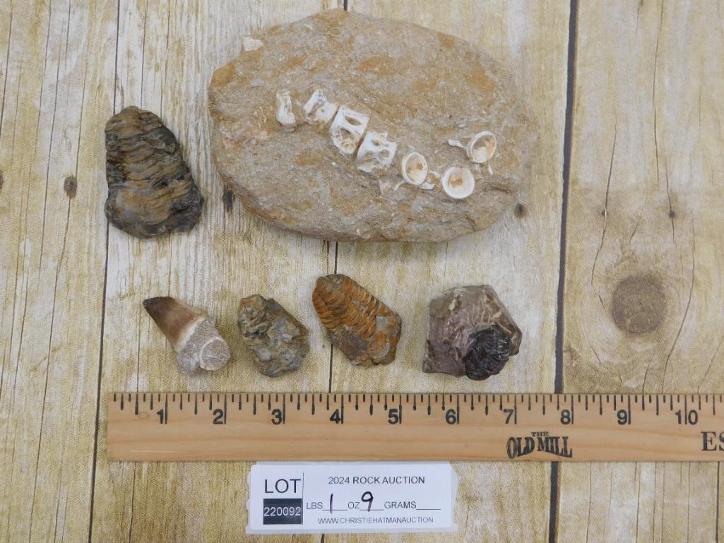 MIXED FOSSIL LOT ROCK STONE LAPIDARY SPECIMEN: MIXED FOSSIL LOT ROCK STONE LAPIDARY SPECIMEN - Part of our Discover Golden Attic, Crystals and Gems auction at HATMAN'S Auctions! Please see photos for measurements and condition. YES, we have