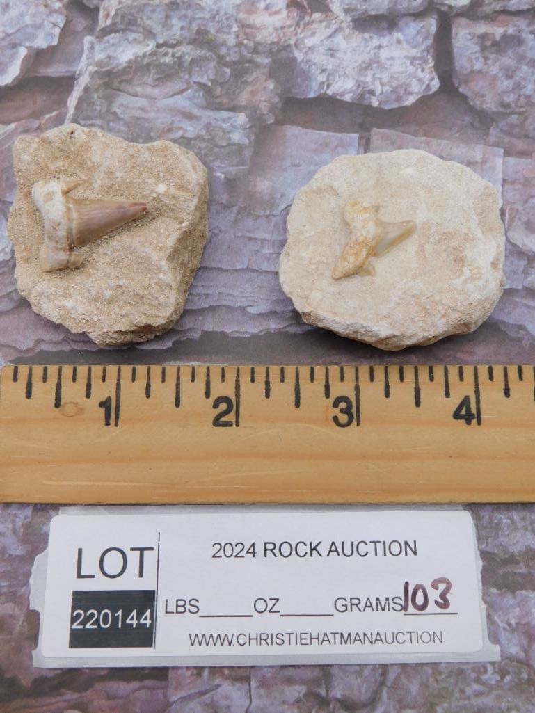 SHARK TEETH IN MATRIX ROCK STONE LAPIDARY SPECIMEN (1 of 1)