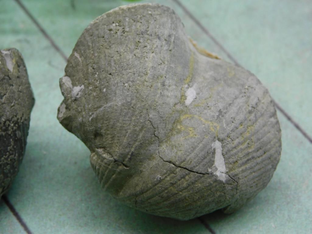 BRACHIOPOD ROCK STONE LAPIDARY SPECIMEN - 2