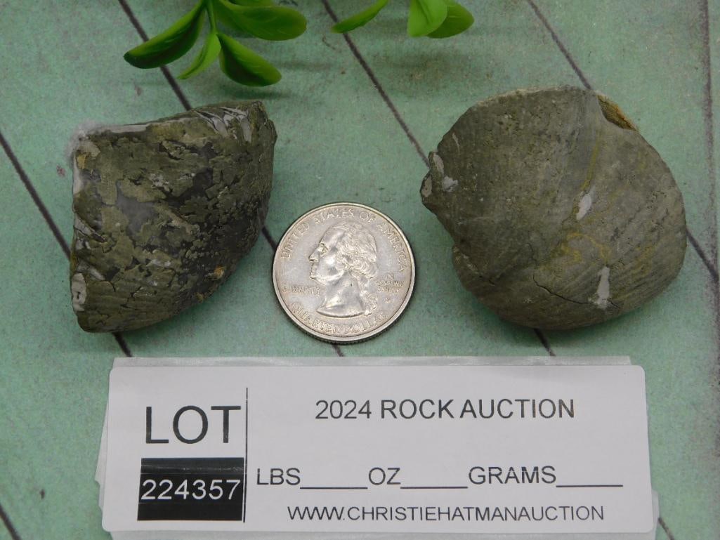 BRACHIOPOD ROCK STONE LAPIDARY SPECIMEN - 3