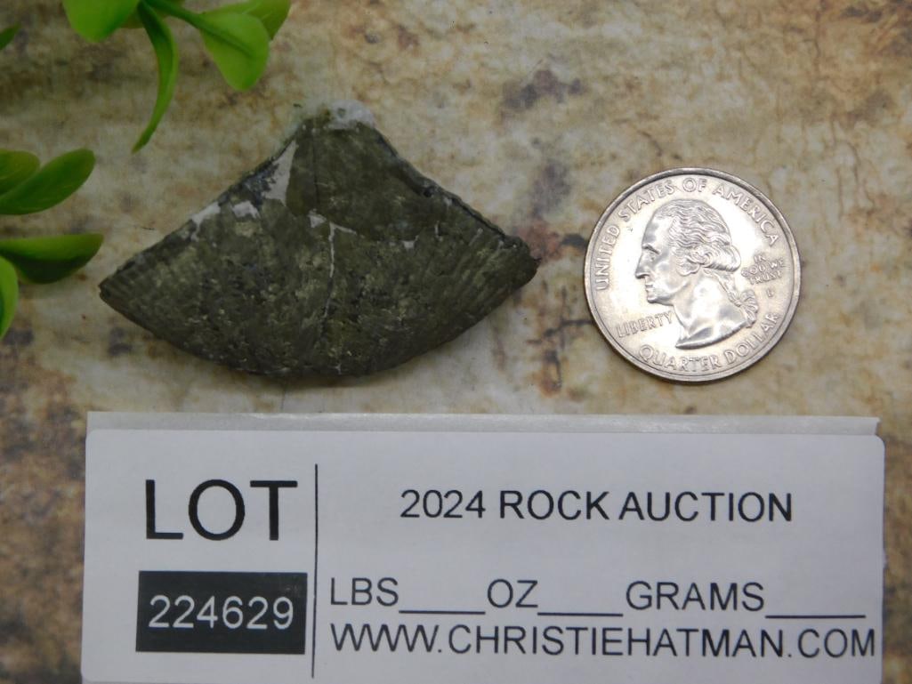 BRACHIOPOD ROCK STONE LAPIDARY SPECIMEN - 2