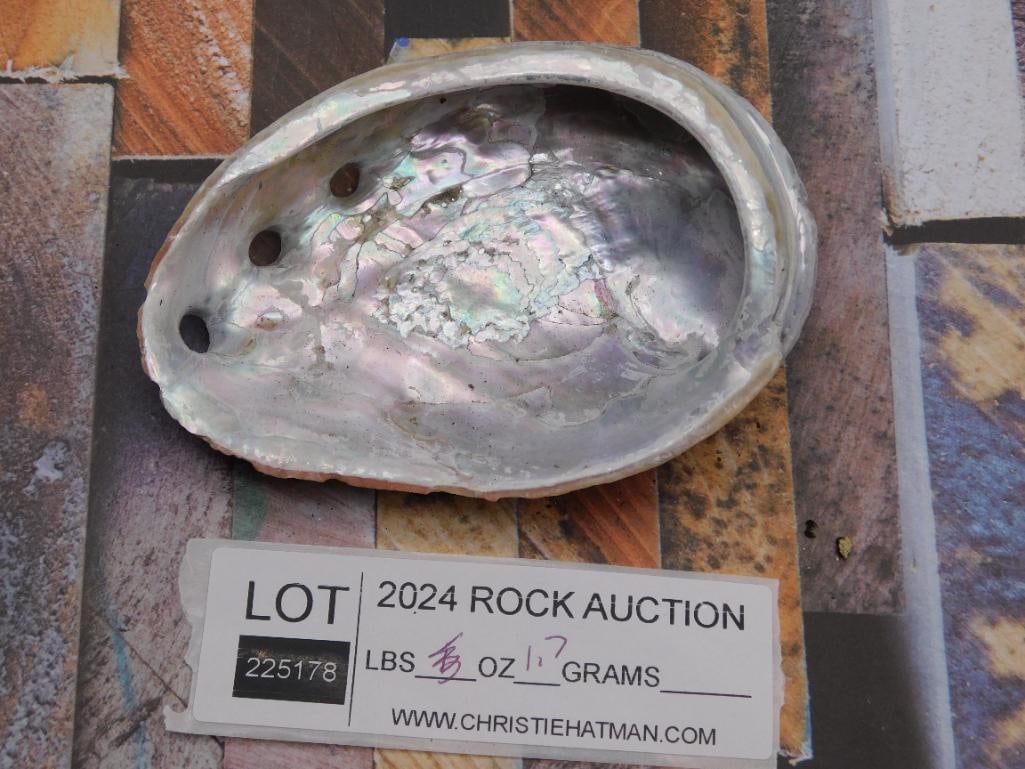 ABALONE SHELL - 3