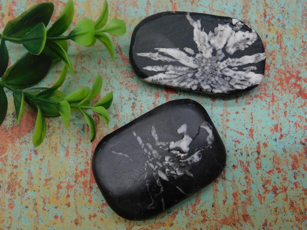 CHRYSANTHEMUM STONE ROCK STONE LAPIDARY SPECIMEN: CHRYSANTHEMUM STONE ROCK STONE LAPIDARY SPECIMEN - Part of our Discover Golden Attic, Crystals and Gems auction at HATMAN'S Auctions! Please see photos for measurements and condition. YES, we have