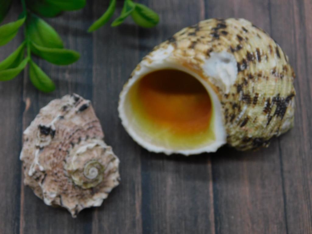 SEA SHELLS: SEA SHELLS - Part of our Discover Midnight Market, Crystals and Gems auction at HATMAN'S Auctions! Please see photos for measurements and condition. YES, we have in-house shipping! We have MANY