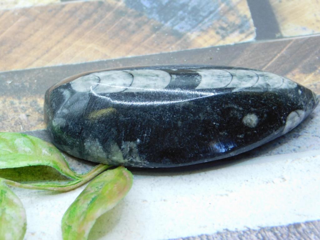 ORTHOCERAS ROCK STONE LAPIDARY SPECIMEN: ORTHOCERAS ROCK STONE LAPIDARY SPECIMEN