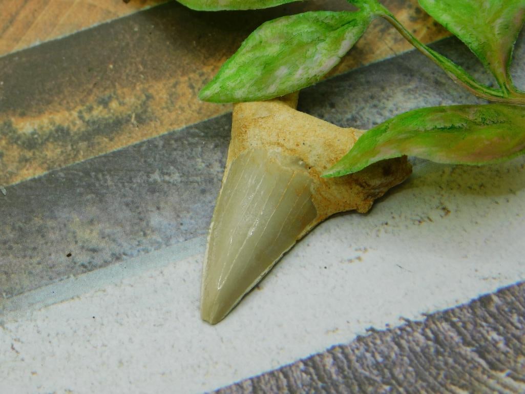 SHARK TOOTH ROCK STONE LAPIDARY SPECIMEN (1 of 2)
