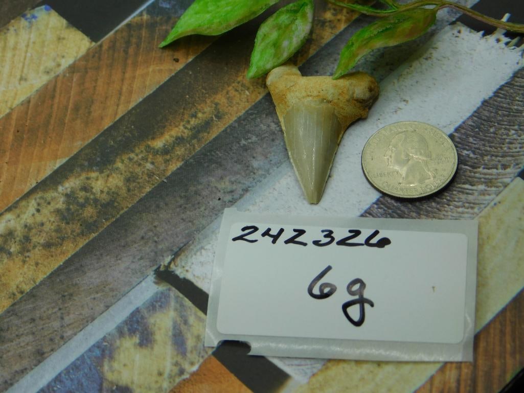 SHARK TOOTH ROCK STONE LAPIDARY SPECIMEN - 2
