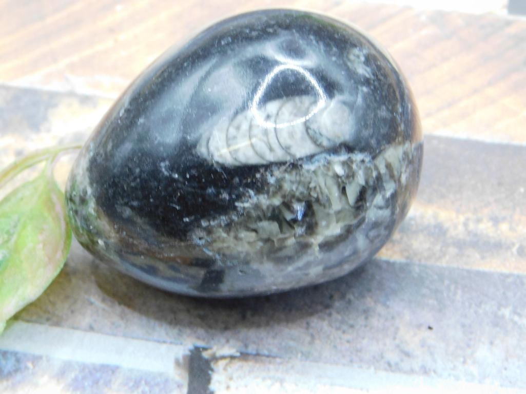 ORTHOCERAS ROCK STONE LAPIDARY SPECIMEN: ORTHOCERAS ROCK STONE LAPIDARY SPECIMEN