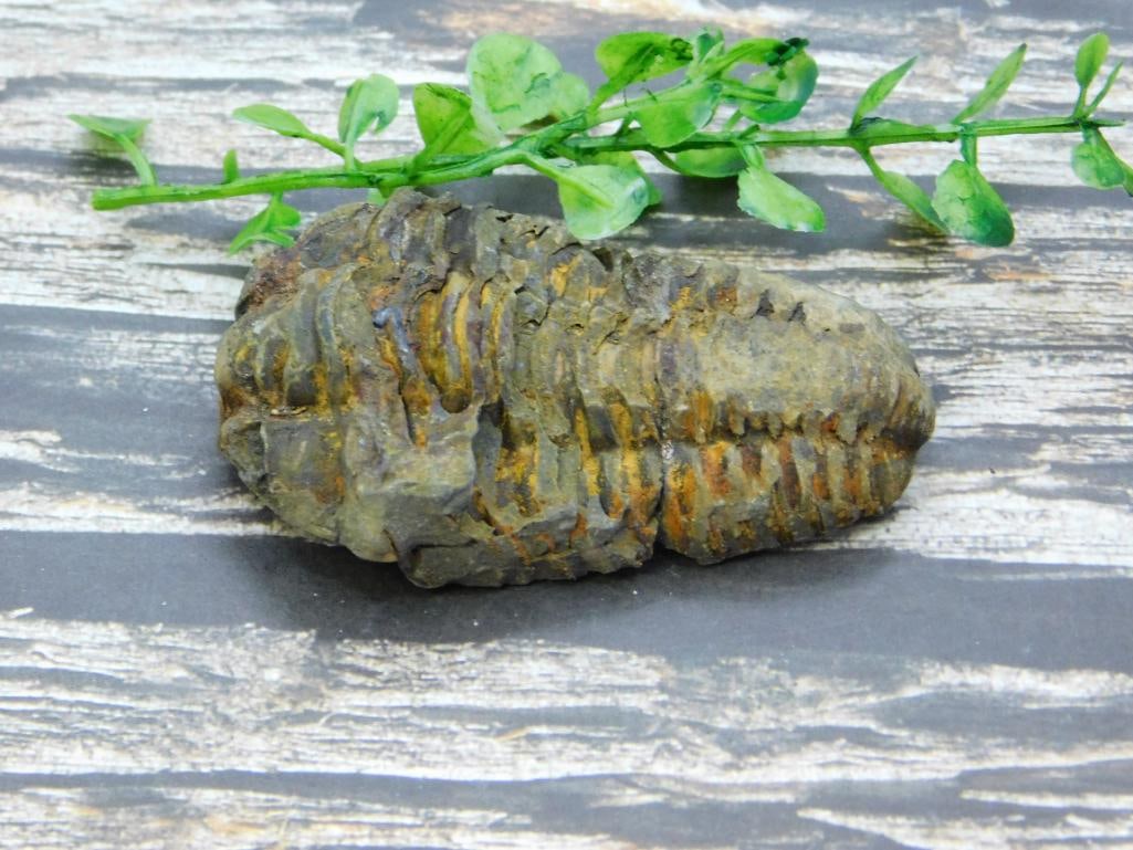 TRILOBITE ROCK STONE LAPIDARY SPECIMEN (1 of 2)