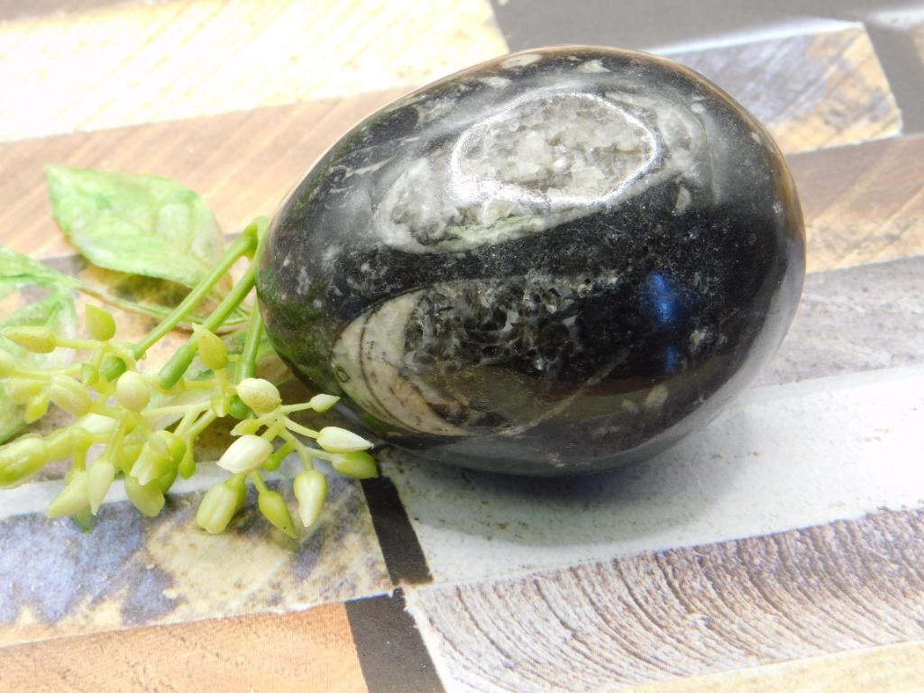 ORTHOCERAS ROCK STONE LAPIDARY SPECIMEN: ORTHOCERAS ROCK STONE LAPIDARY SPECIMEN