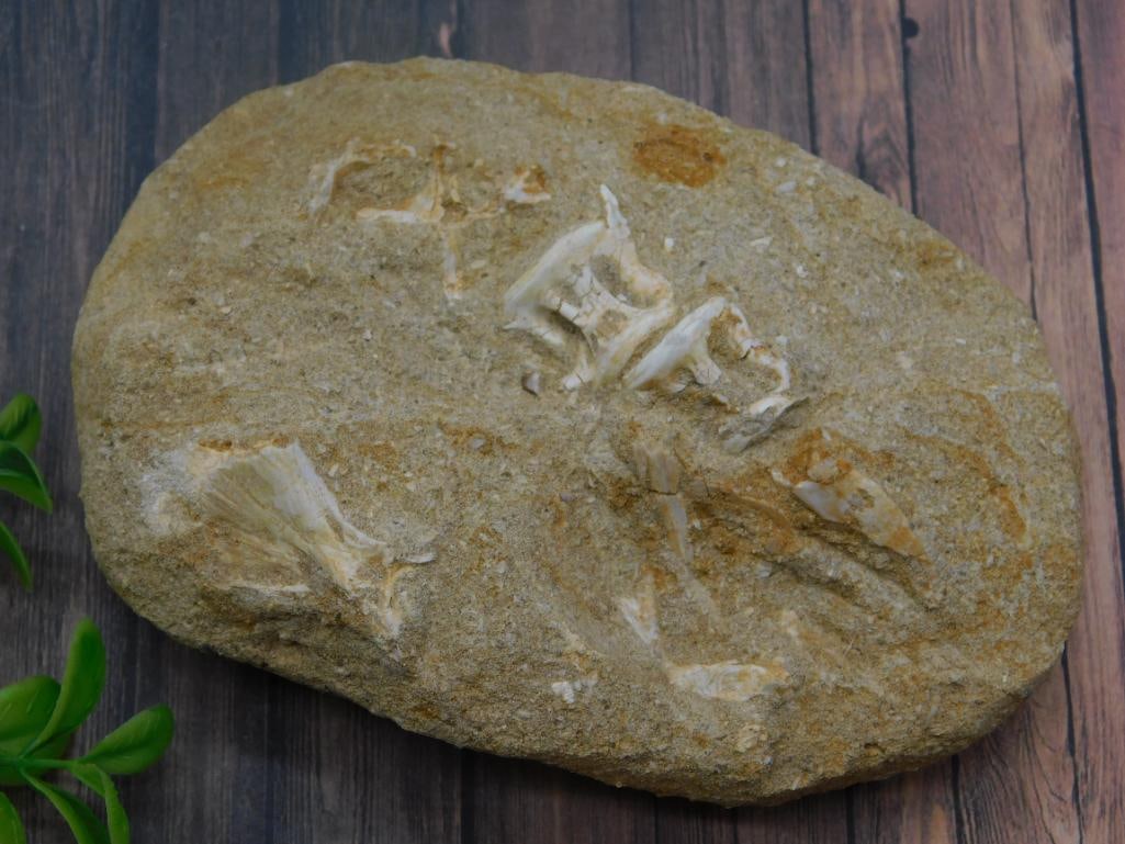FISH FOSSIL IN MATRIX ROCK STONE LAPIDARY SPECIMEN (1 of 2)
