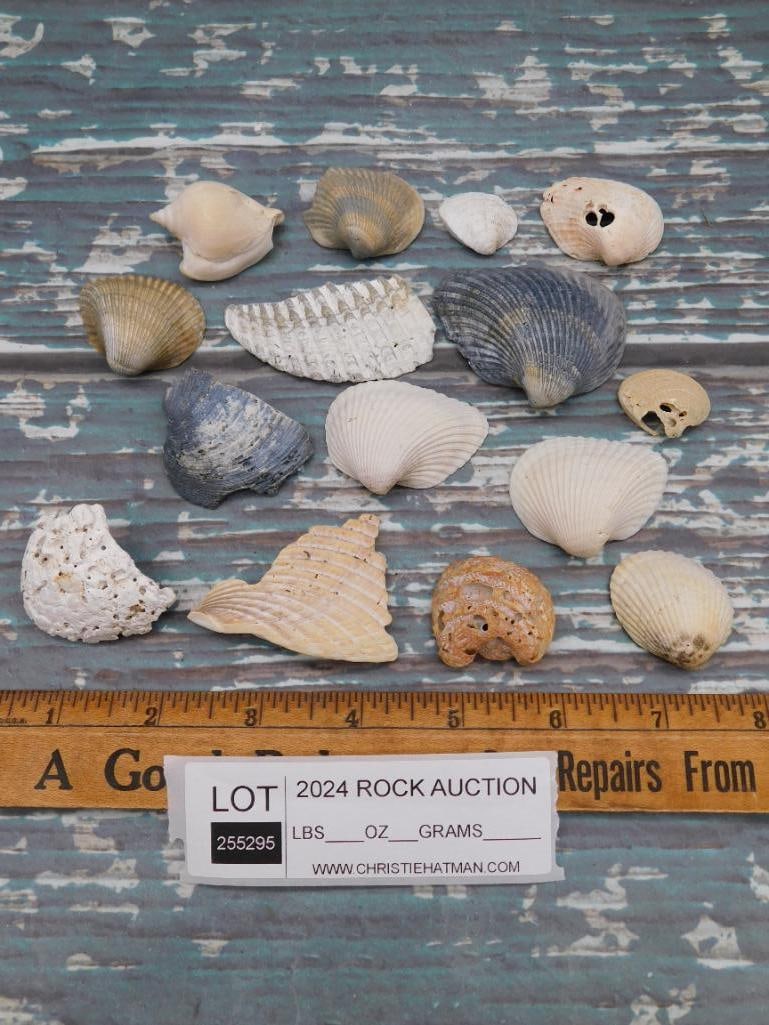 SEA SHELLS - 2