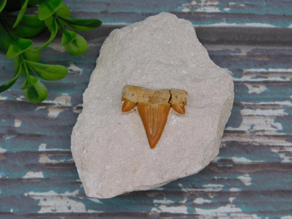 SHARK TOOTH IN MATRIX ROCK STONE LAPIDARY SPECIMEN (1 of 2)