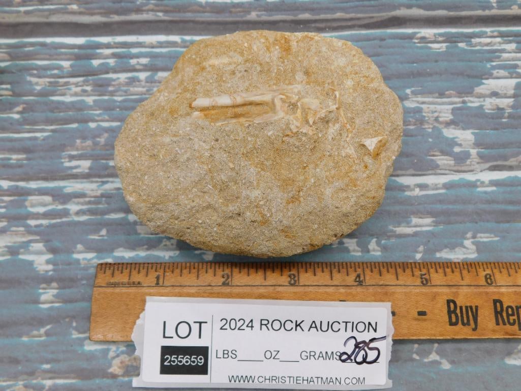 FOSSIL IN MATRIX ROCK STONE LAPIDARY SPECIMEN - 2
