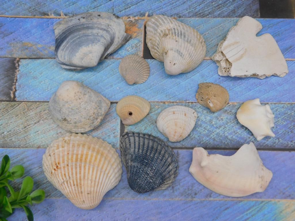 SEA SHELLS (1 of 2)