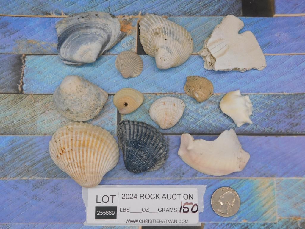 SEA SHELLS - 2