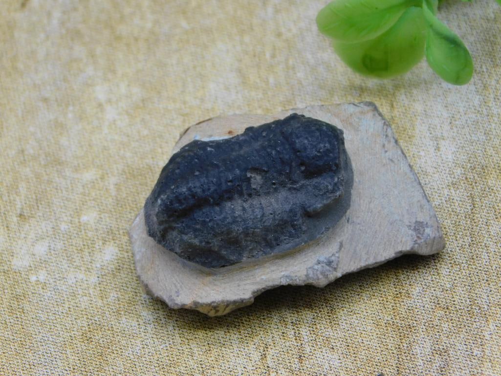 TRILOBITE ROCK STONE LAPIDARY SPECIMEN (1 of 3)
