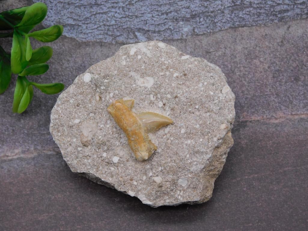 SHARK TOOTH IN MATRIX ROCK STONE LAPIDARY SPECIMEN (1 of 2)