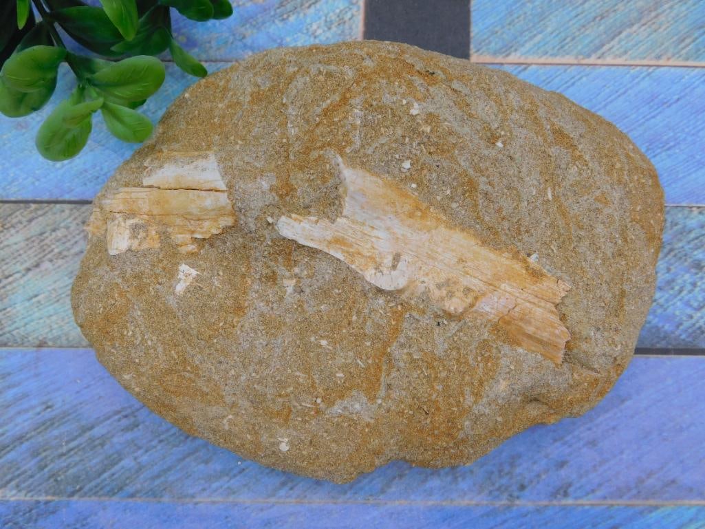 FOSSIL IN MATRIX ROCK STONE LAPIDARY SPECIMEN (1 of 2)