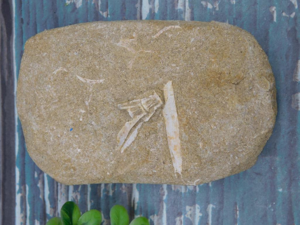 FOSSIL IN MATRIX ROCK STONE LAPIDARY SPECIMEN (1 of 2)