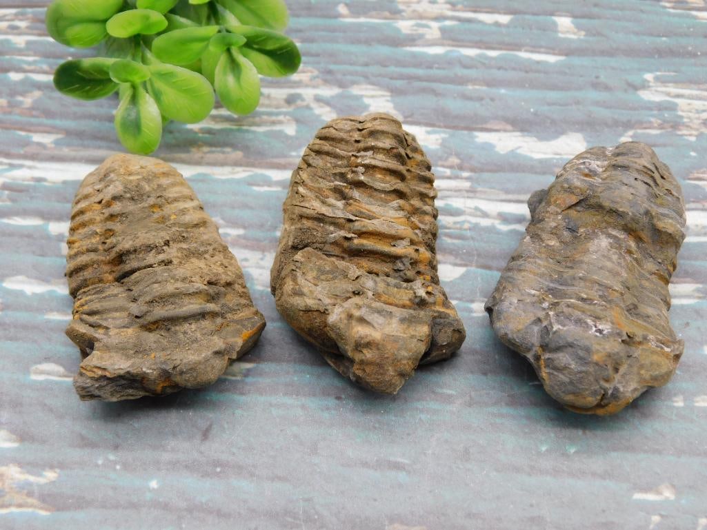 TRILOBITE ROCK STONE LAPIDARY SPECIMEN: TRILOBITE ROCK STONE LAPIDARY SPECIMEN