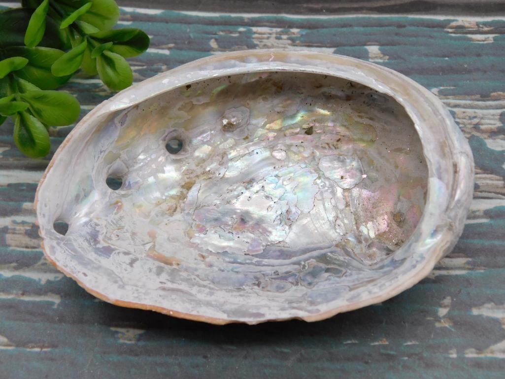 ABALONE SHELL: ABALONE SHELL