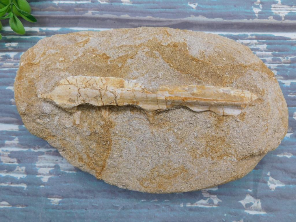FOSSIL IN MATRIX ROCK STONE LAPIDARY SPECIMEN (1 of 1)