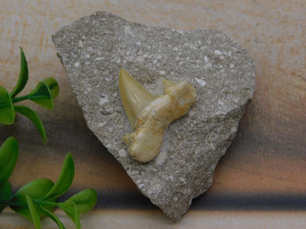 SHARK TOOTH IN MATRIX ROCK STONE LAPIDARY SPECIMEN (1 of 2)