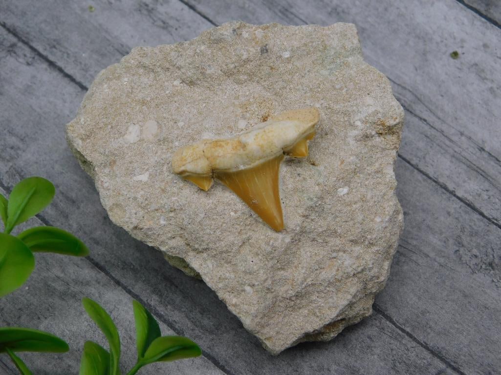 SHARK TOOTH IN MATRIX ROCK STONE LAPIDARY SPECIMEN (1 of 2)