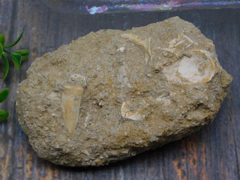 FOSSIL IN MATRIX ROCK STONE LAPIDARY SPECIMEN (1 of 3)