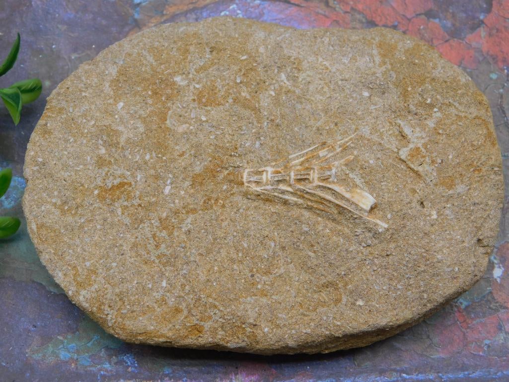 FOSSIL IN MATRIX ROCK STONE LAPIDARY SPECIMEN (1 of 3)