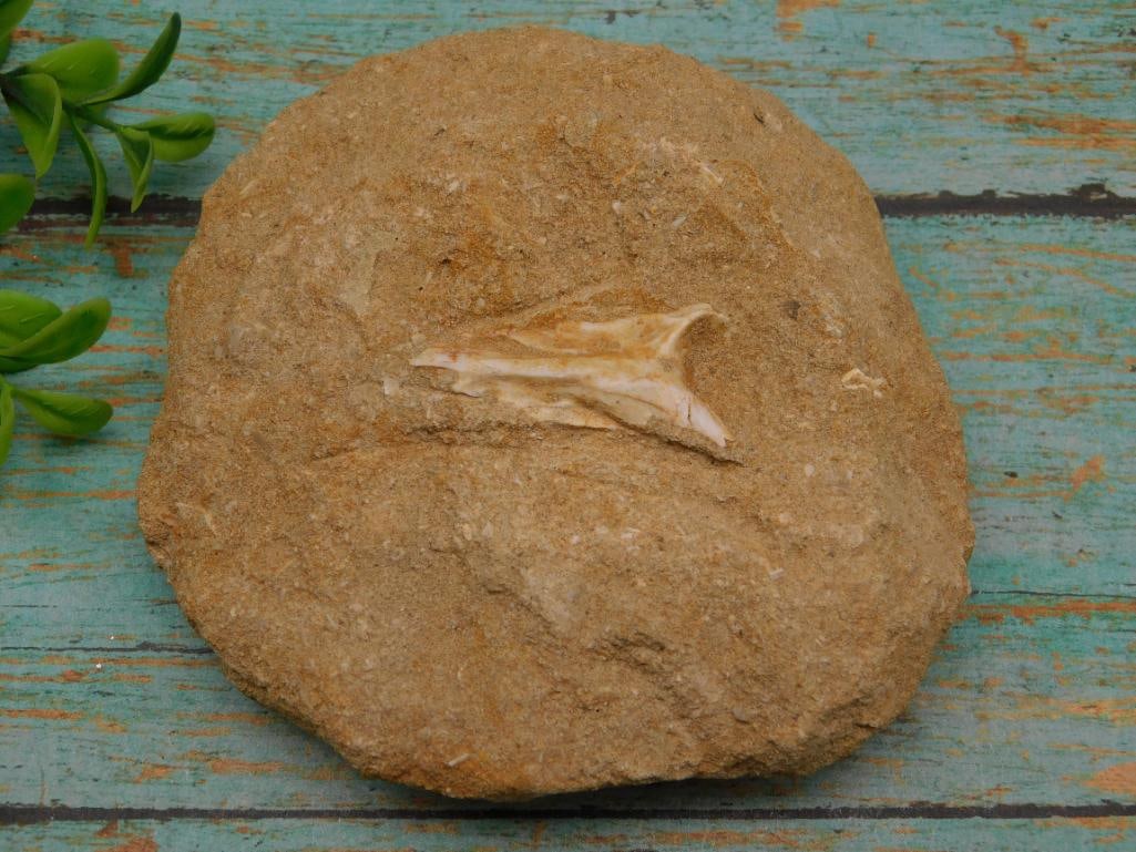 FOSSIL IN MATRIX ROCK STONE LAPIDARY SPECIMEN (1 of 3)