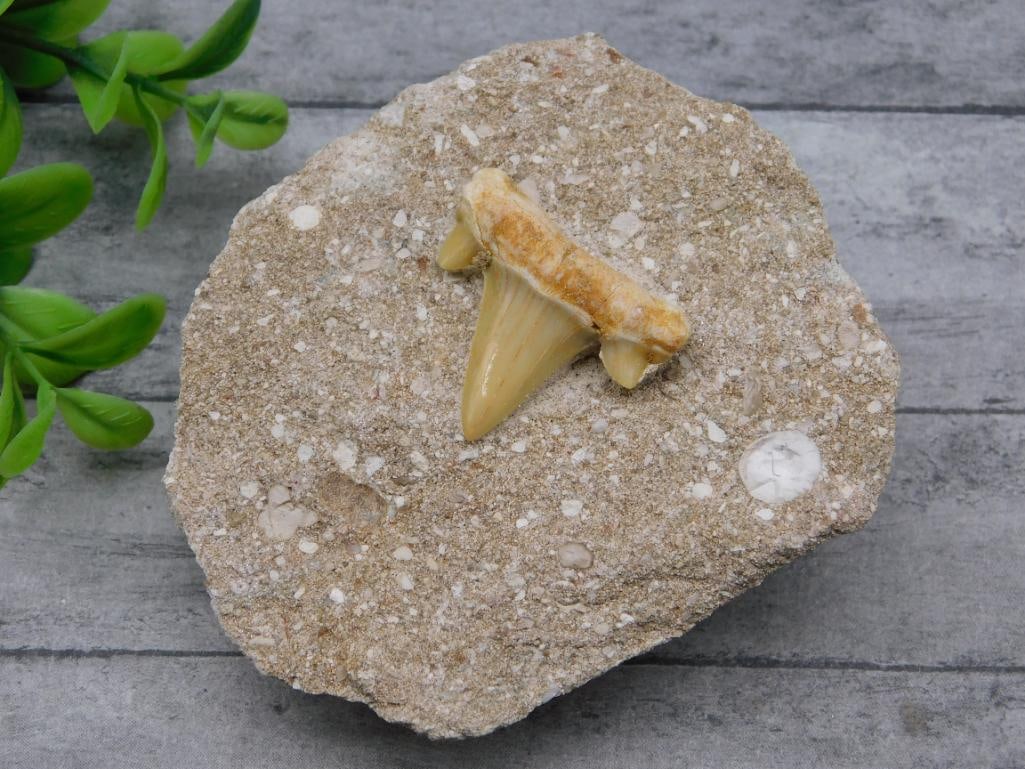 SHARK TOOTH IN MATRIX ROCK STONE LAPIDARY SPECIMEN (1 of 2)
