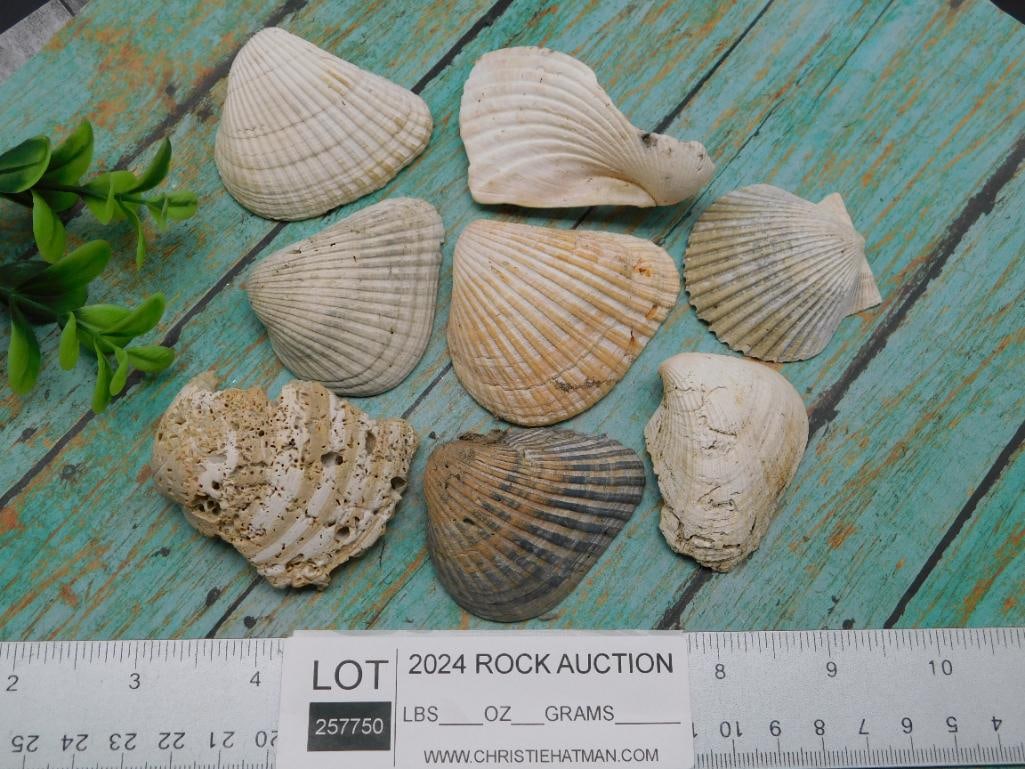 SEA SHELLS - 2