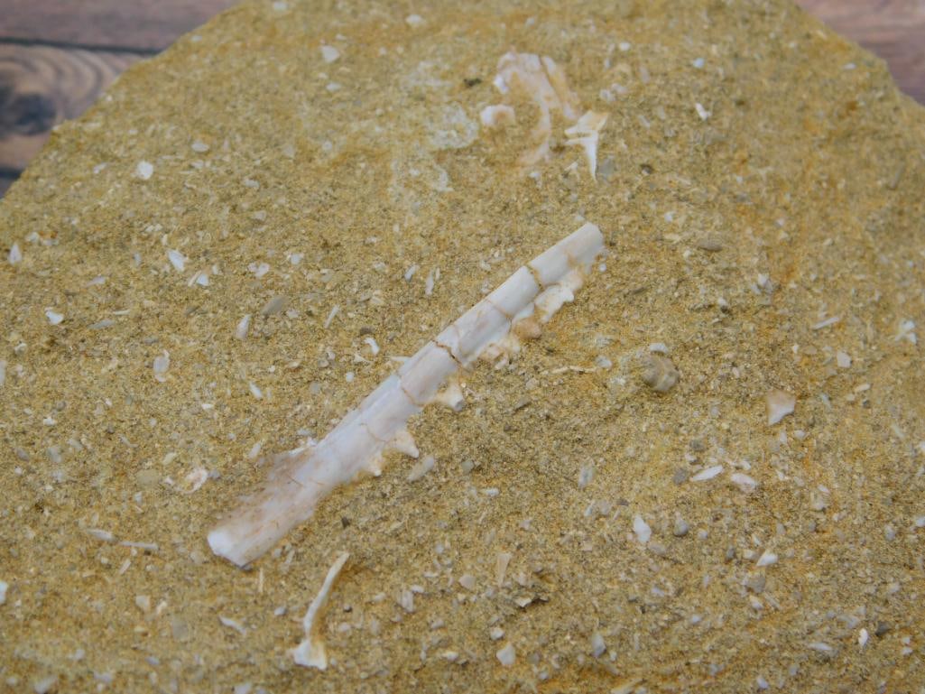 FOSSIL IN MATRIX ROCK STONE LAPIDARY SPECIMEN - 2