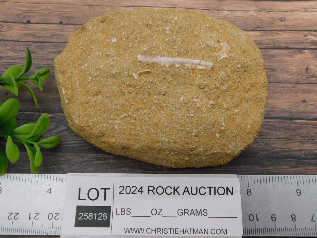 FOSSIL IN MATRIX ROCK STONE LAPIDARY SPECIMEN - 3