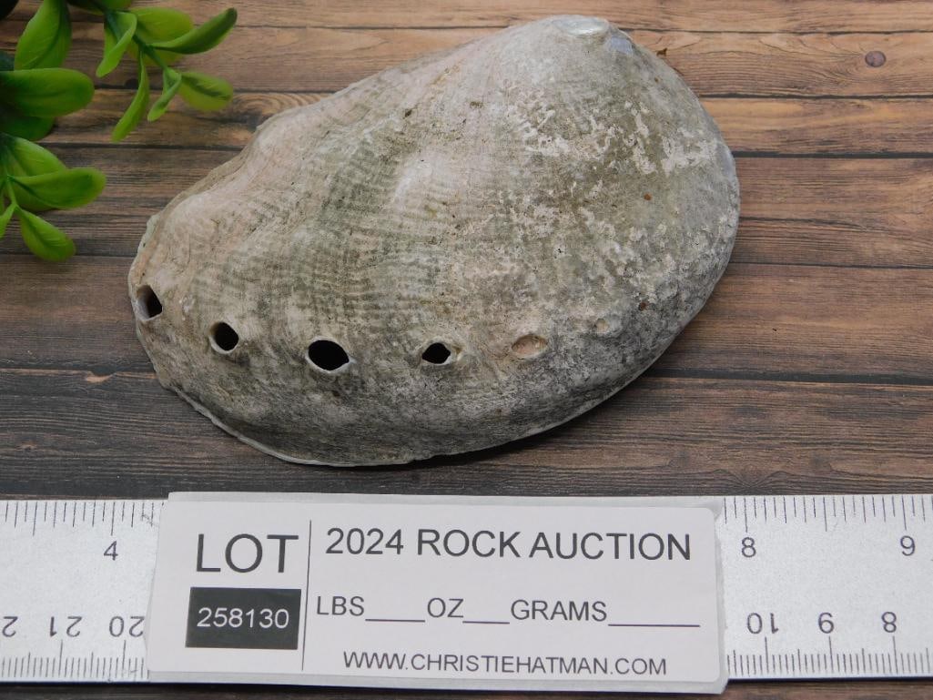 ABALONE SHELL - 2