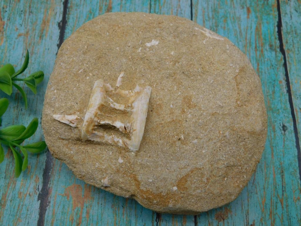 FOSSIL IN MATRIX ROCK STONE LAPIDARY SPECIMEN: FOSSIL IN MATRIX ROCK STONE LAPIDARY SPECIMEN