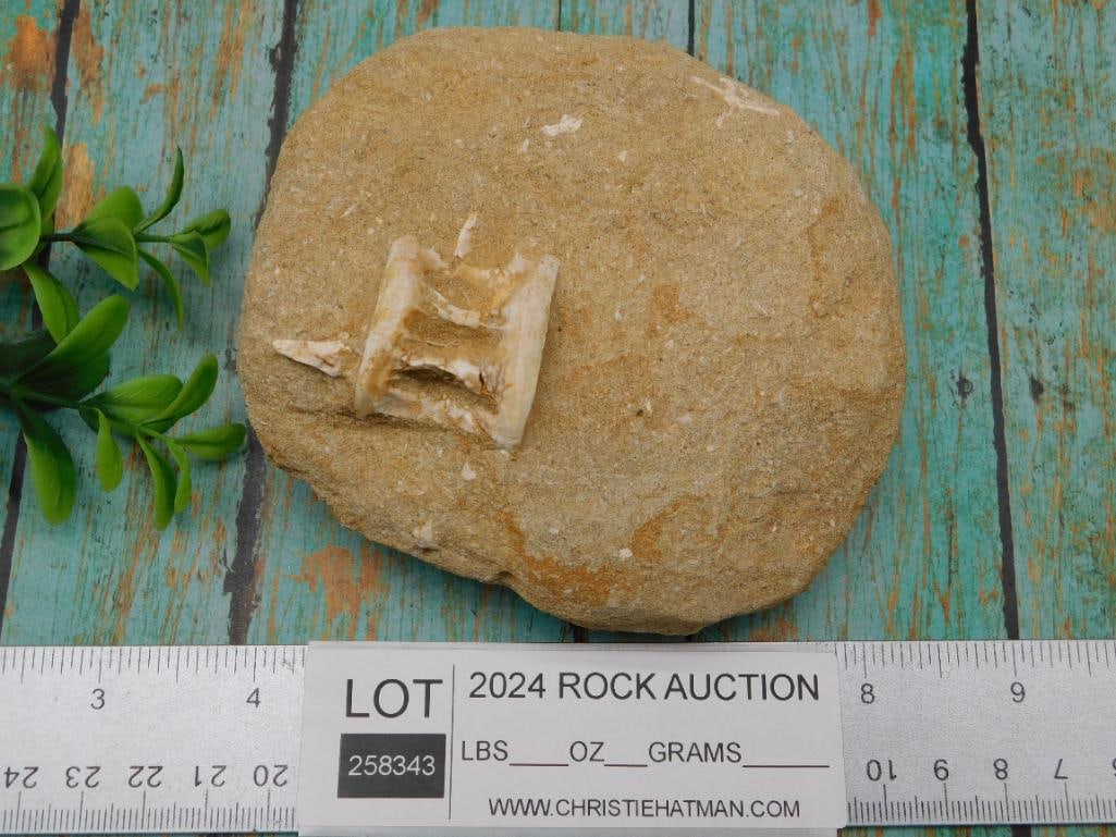 FOSSIL IN MATRIX ROCK STONE LAPIDARY SPECIMEN - 2