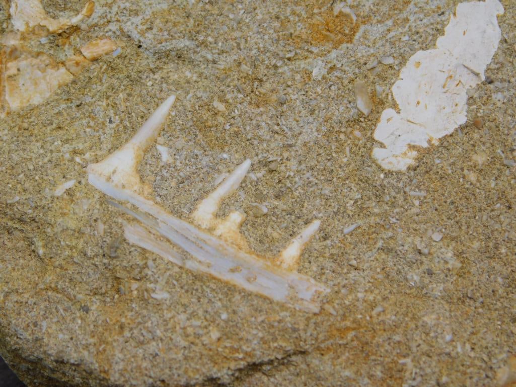 FOSSIL IN MATRIX ROCK STONE LAPIDARY SPECIMEN - 2