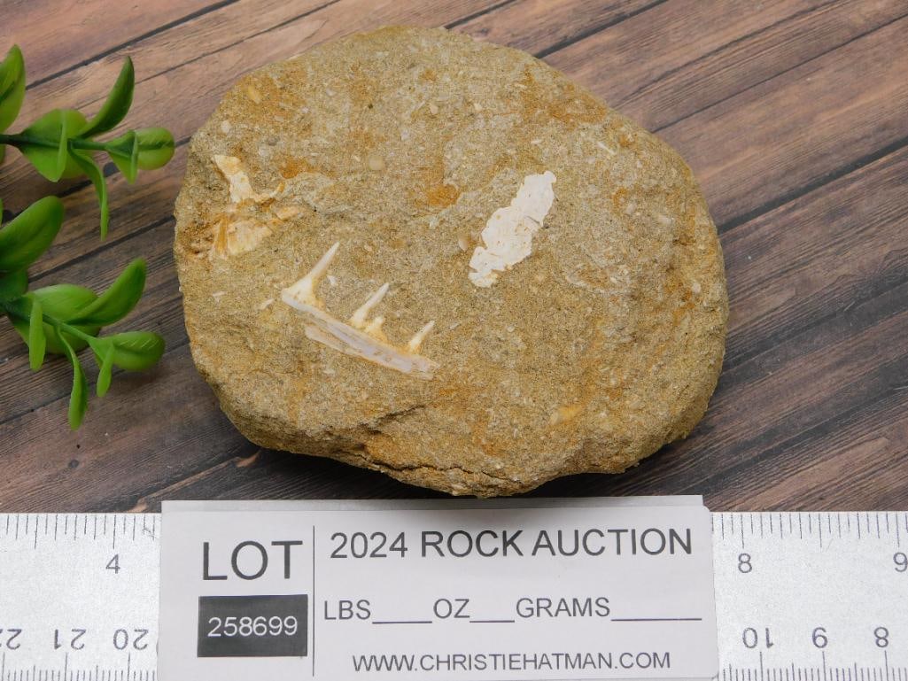 FOSSIL IN MATRIX ROCK STONE LAPIDARY SPECIMEN - 3