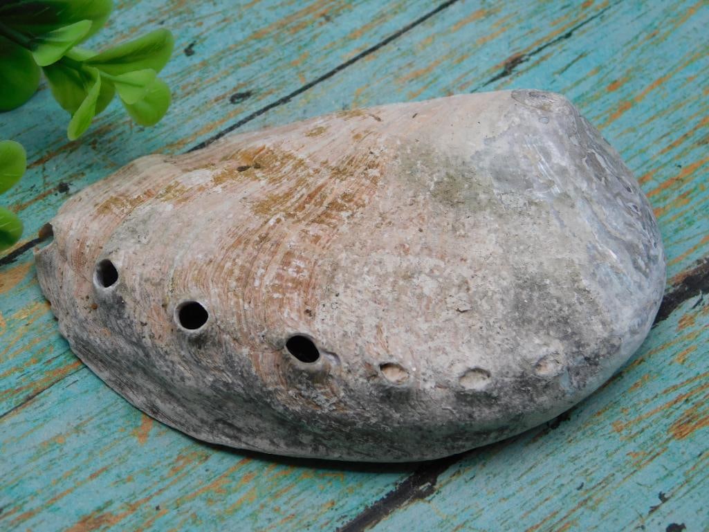ABALONE SHELL: ABALONE SHELL