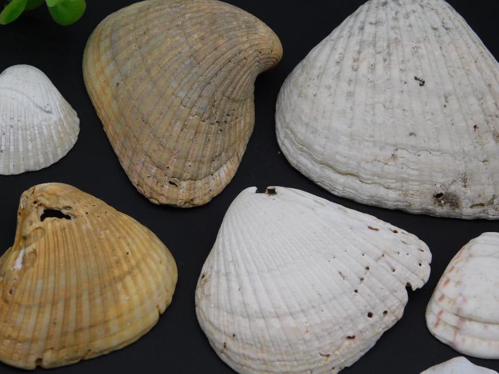 SEA SHELLS - 2