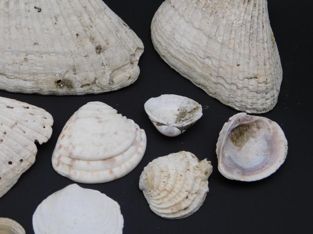 SEA SHELLS - 3
