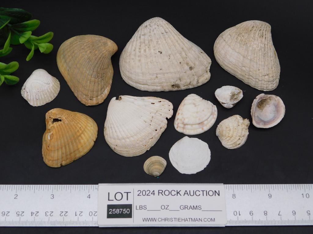 SEA SHELLS - 4