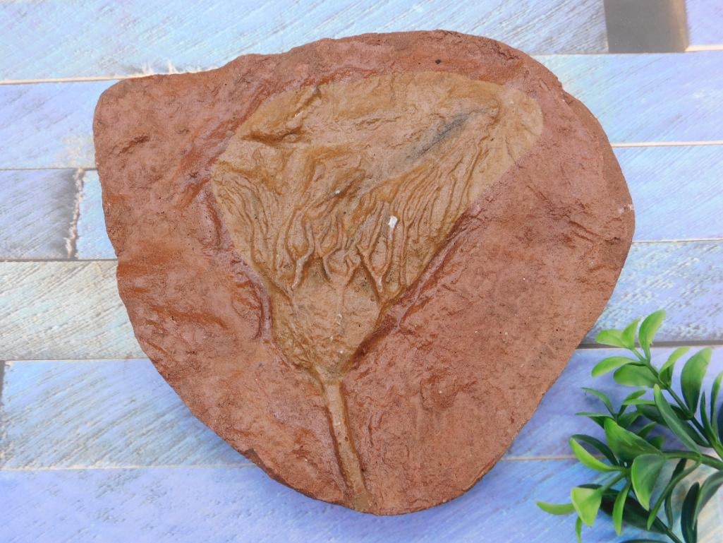 CRINOID FOSSIL ROCK STONE LAPIDARY SPECIMEN: CRINOID FOSSIL ROCK STONE LAPIDARY SPECIMEN