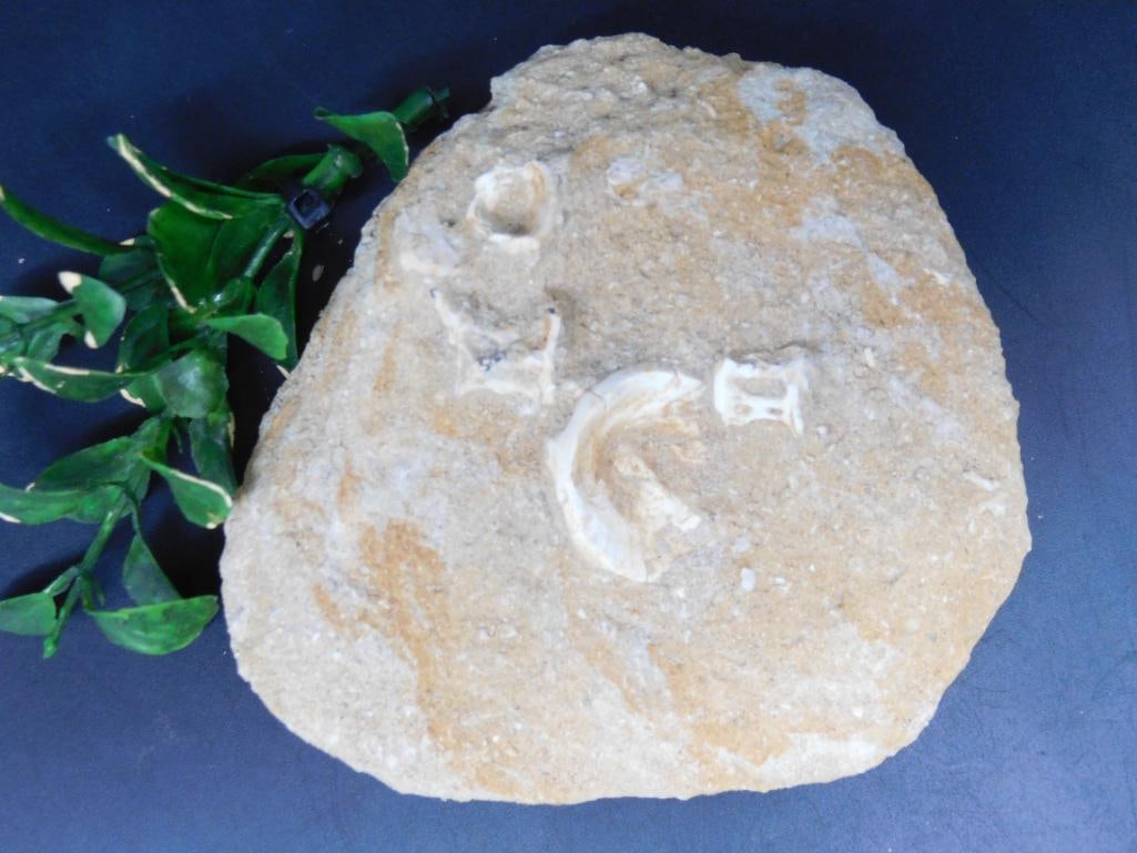 ENCHODUS FOSSIL ROCK STONE LAPIDARY SPECIMEN (1 of 2)